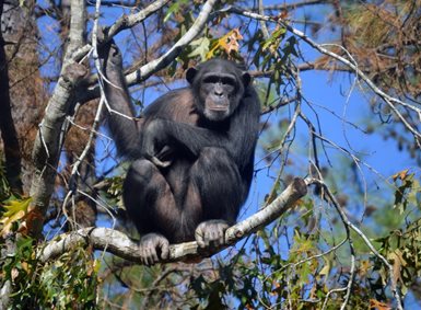 Bilde av sjimpanse i et tre