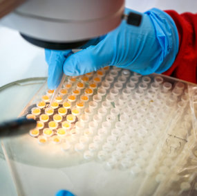 lakseegg injiseres med CRISPR-blanding.