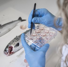 Forsker tar prøver av fisk i et laboratorium.