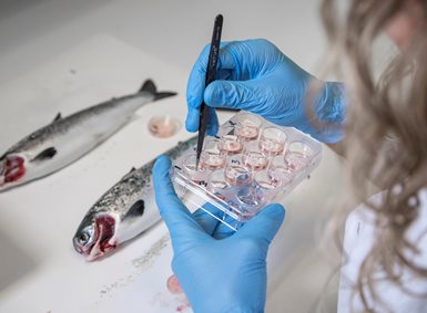 Gloved hands handeling samples in a laboratory. Dead salmon in the background.