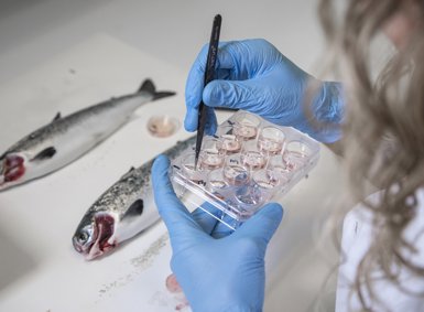 Gloved hands handeling samples in a laboratory. Dead salmon in the background.